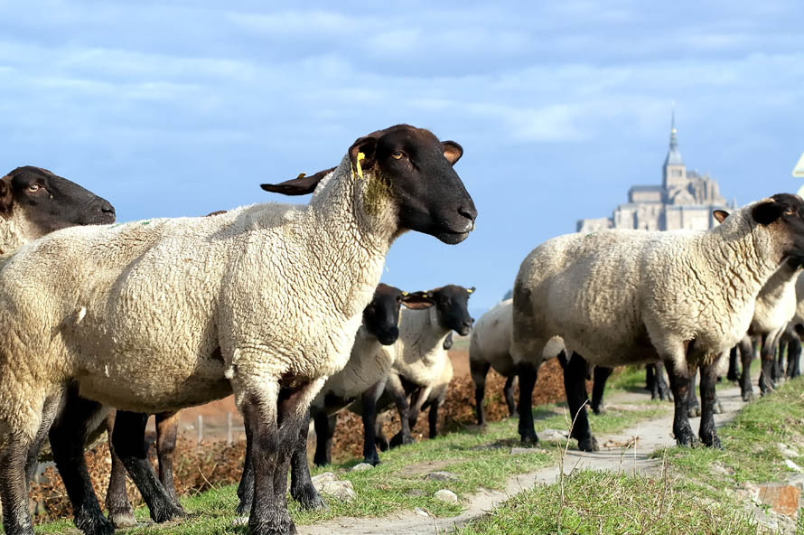 Agneaux Présalé du Mont Saint Michel Le monde de la photo